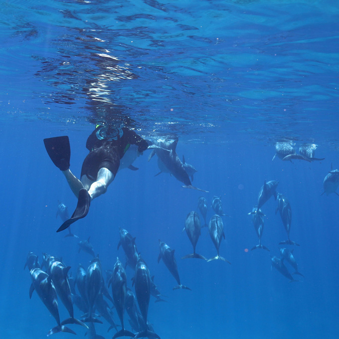 dolphin