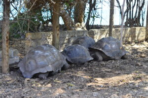 tortoises